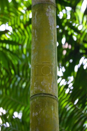 Téléchargez les photos : Gros plan d'un tronc de bambou - en image libre de droit