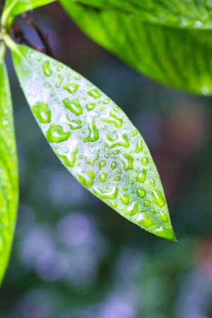 Foto de Gotas de agua en las hojas de una planta de café - Imagen libre de derechos
