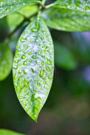 Foto de Gotas de lluvia sobre una hoja de café verde - Imagen libre de derechos