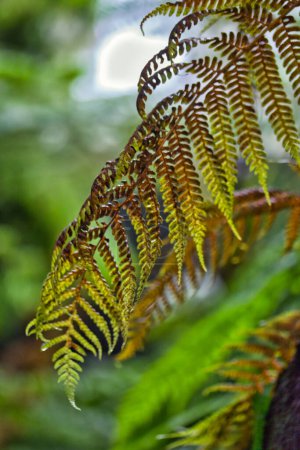 Photo for Beautiful autun fern leaves - Royalty Free Image