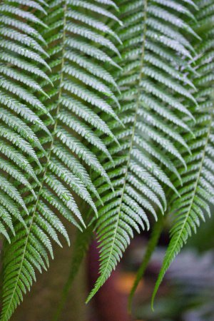Photo for Green fern fresh leaves in the botanic garden: close up and beautiful pattern - Royalty Free Image