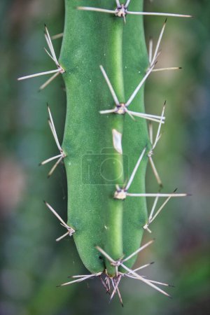 Photo for A vertical close up of a cactus with thorns on a green background - Royalty Free Image