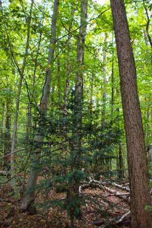 Téléchargez les photos : Un plan vertical d'une forêt avec des arbres et des plantes par une journée ensoleillée - en image libre de droit