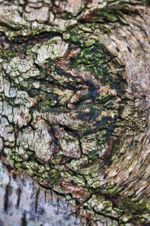 Foto de Textura: corteza de árbol en el otoño creando un fondo abstracto - Imagen libre de derechos