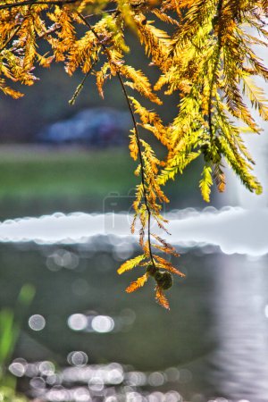 Foto de Hermoso paisaje de otoño con árboles amarillos, temporada de otoño - Imagen libre de derechos
