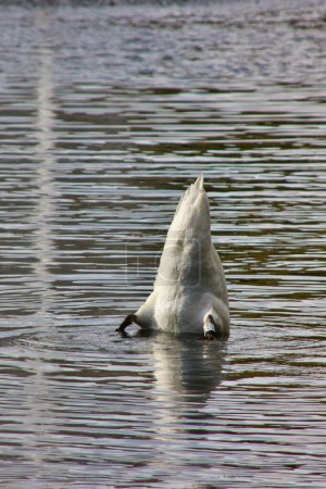 Photo for White swan up side down: head under water - Royalty Free Image