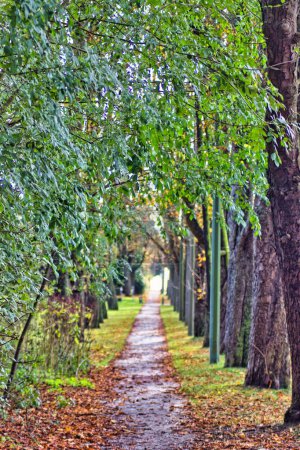 Téléchargez les photos : Chemin dans le parc d'automne dans l'après-midi - en image libre de droit