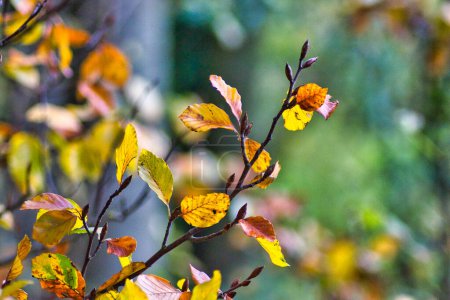 Foto de Hermosa fotografía de hojas de otoño en el parque: de cerca - Imagen libre de derechos