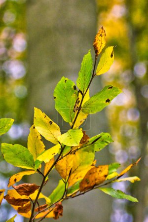 Photo for Green and yellow leaves on a background of beautiful lights - Royalty Free Image