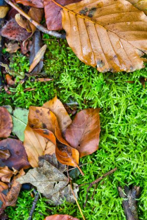 Téléchargez les photos : Feuilles d'automne sur mousse verte : gros plan - en image libre de droit
