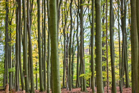 Foto de Bosque en otoño: troncos altos y colores encantadores - Imagen libre de derechos