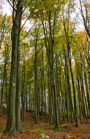 Téléchargez les photos : Arbres d'automne dans une belle forêt : paysage - en image libre de droit