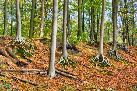 Téléchargez les photos : Forêt d'automne en Belgique : feuilles rouges sur le sol - en image libre de droit