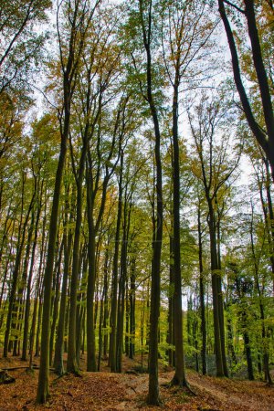 Téléchargez les photos : Belle forêt d'automne : arrière-plan nature - en image libre de droit