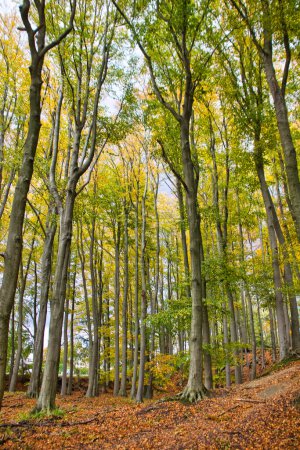 Téléchargez les photos : Fourches d'automne colorées : beau paysage naturel - en image libre de droit