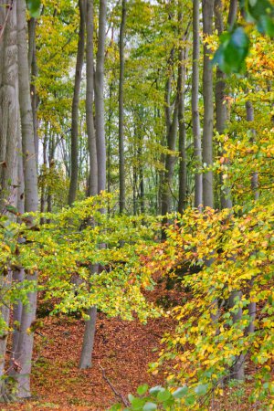 Foto de Follaje de otoño: maravilloso fondo de pantalla de maderas - Imagen libre de derechos