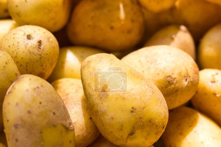 Photo for Raw dirty potatoes at the farmer's market on a sunny day - Royalty Free Image
