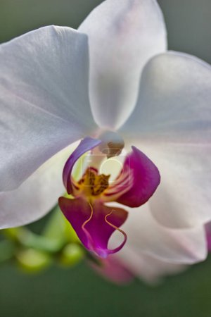 Téléchargez les photos : Vue rapprochée de belle fleur d'orchidée blanche - en image libre de droit