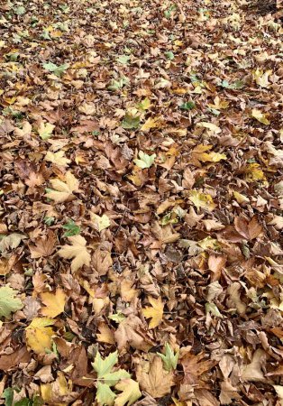 Photo for Autumn maple leaves on ground in the park - Royalty Free Image