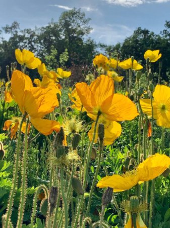 Téléchargez les photos : Belles fleurs de pavot jaune dans le jardin - en image libre de droit
