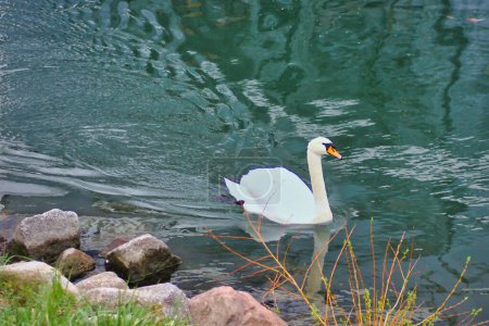 Photo for Elegant white swan swimming on a river - Royalty Free Image