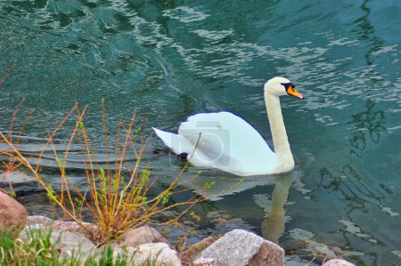 Photo for Nice white swan swimming on a river - Royalty Free Image