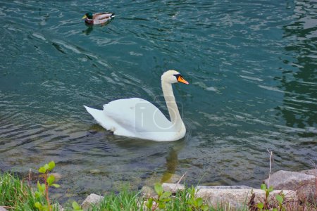 Téléchargez les photos : Cygne blanc paisible nageant sur une rivière avec de l'eau bleue - en image libre de droit