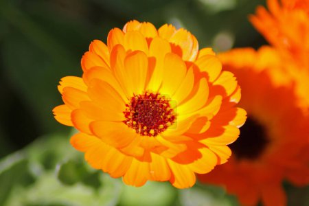 Photo for Gorgeous calendula flower, close up view - Royalty Free Image