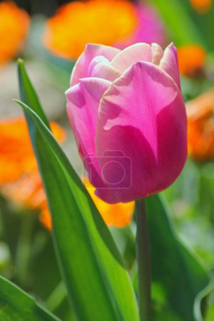Téléchargez les photos : Belle tulipe rose dans le jardin, vue rapprochée - en image libre de droit
