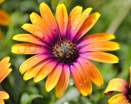 Téléchargez les photos : Marguerite colorée. Vue rapprochée des pétales orange et violet après la pluie - en image libre de droit