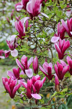 Téléchargez les photos : Magnolia floraison magnifique fleurs dans le jardin sur un seul arbre - en image libre de droit