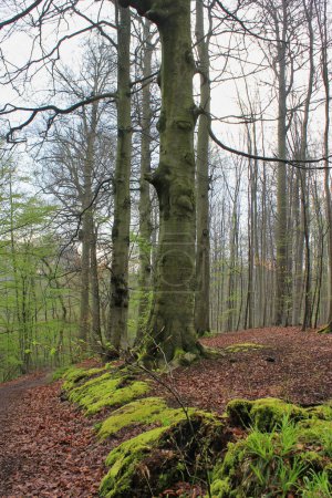 Téléchargez les photos : Paysage forestier au printemps : mousse, sol, arbres et brouillard - en image libre de droit