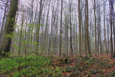 Téléchargez les photos : Forêt printanière en Belgique - en image libre de droit