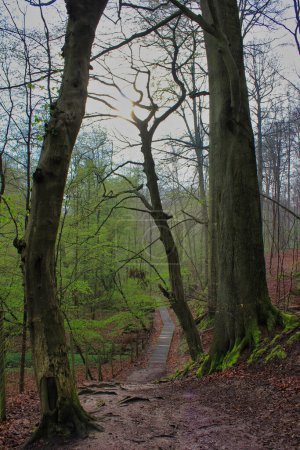 Téléchargez les photos : Beau plan d'un sentier dans une forêt, par un matin brumeux - en image libre de droit