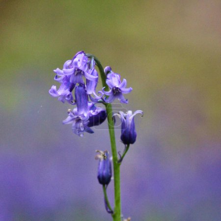 Photo for Beautiful hyacinth in the forest: macro photography - Royalty Free Image