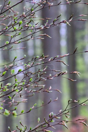 Foto de Hojas verdes en un bosque primaveral: macrofotografía sobre un fondo de árboles - Imagen libre de derechos