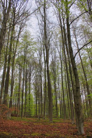 Foto de Árboles altos en el bosque de Bluebell en Halle: paisaje visto desde abajo - Imagen libre de derechos