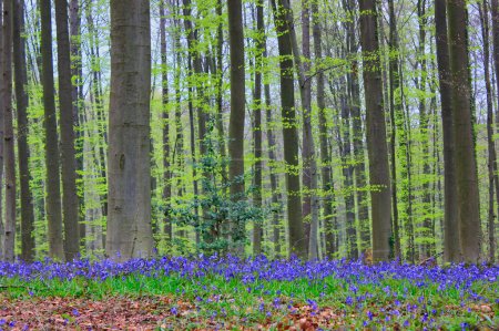 Photo for Landscape with purple flowers and leaves on the ground and high trees in the background - Royalty Free Image