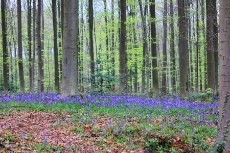 Téléchargez les photos : Scène printanière magique dans les bois de Bruxelles : la forêt de Bluebell - en image libre de droit