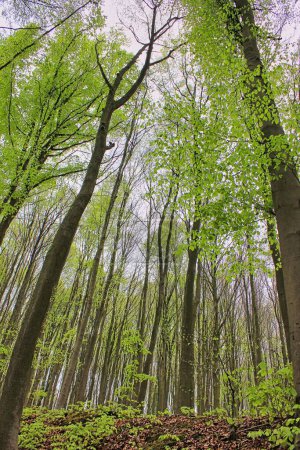 Photo for Belgian forest in spring time: view from below, with beautiful high trees - Royalty Free Image