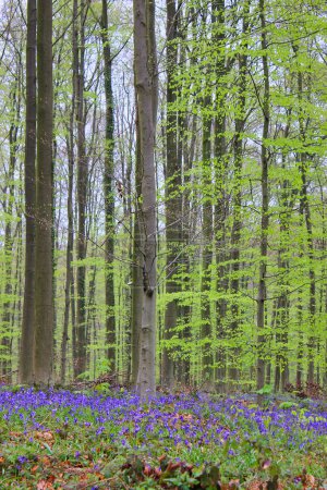 Téléchargez les photos : Charmante forêt bleue en Belgique en avril : des bleuets au sol, de hauts arbres et de jeunes feuilles fraîches sur les branches - en image libre de droit