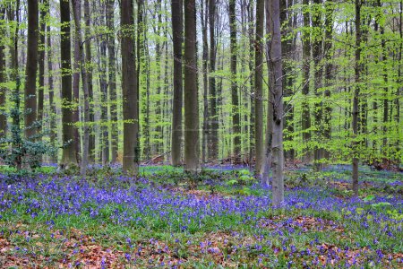 Foto de Paisaje de primavera en el bosque: yates, árboles y hojas creando un fondo de pantalla romántico - Imagen libre de derechos