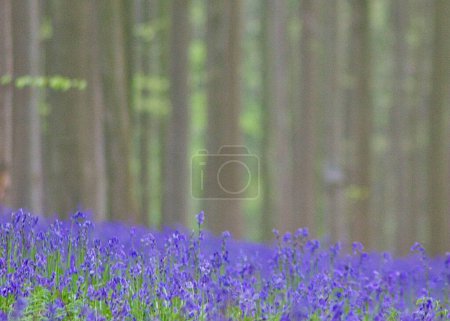 Téléchargez les photos : Paysage magique : gros plan de beaux bluebells et de hauts arbres en arrière-plan - en image libre de droit