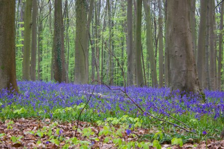 Photo for Bluebell forest in spring: bluebells and hyacinths on the ground, trees around - Royalty Free Image
