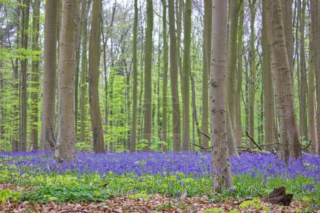 Photo for Magic landscape in the bluebell forest in spring - Royalty Free Image