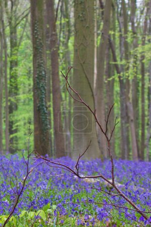 Photo for Trees, branches and bluebell flowers in the forest in April - Royalty Free Image