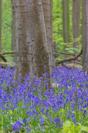 Photo for Purple bluebell flowers blooming in the forest around a tree trunk - Royalty Free Image