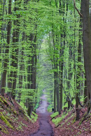 Téléchargez les photos : Plan vertical d'un sentier dans la forêt avec de hauts arbres et des feuilles vertes - en image libre de droit