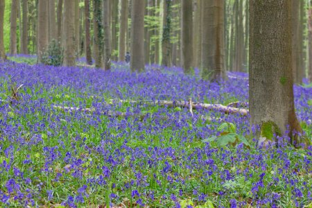 Foto de Una marea azul en el bosque: maravilloso bosque encantado con campanas azules - Imagen libre de derechos