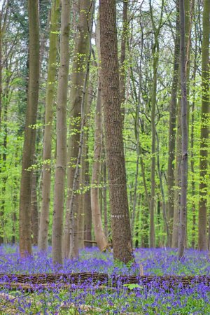 Foto de Hermoso bosque con árboles altos y campanas azules en el suelo - Imagen libre de derechos